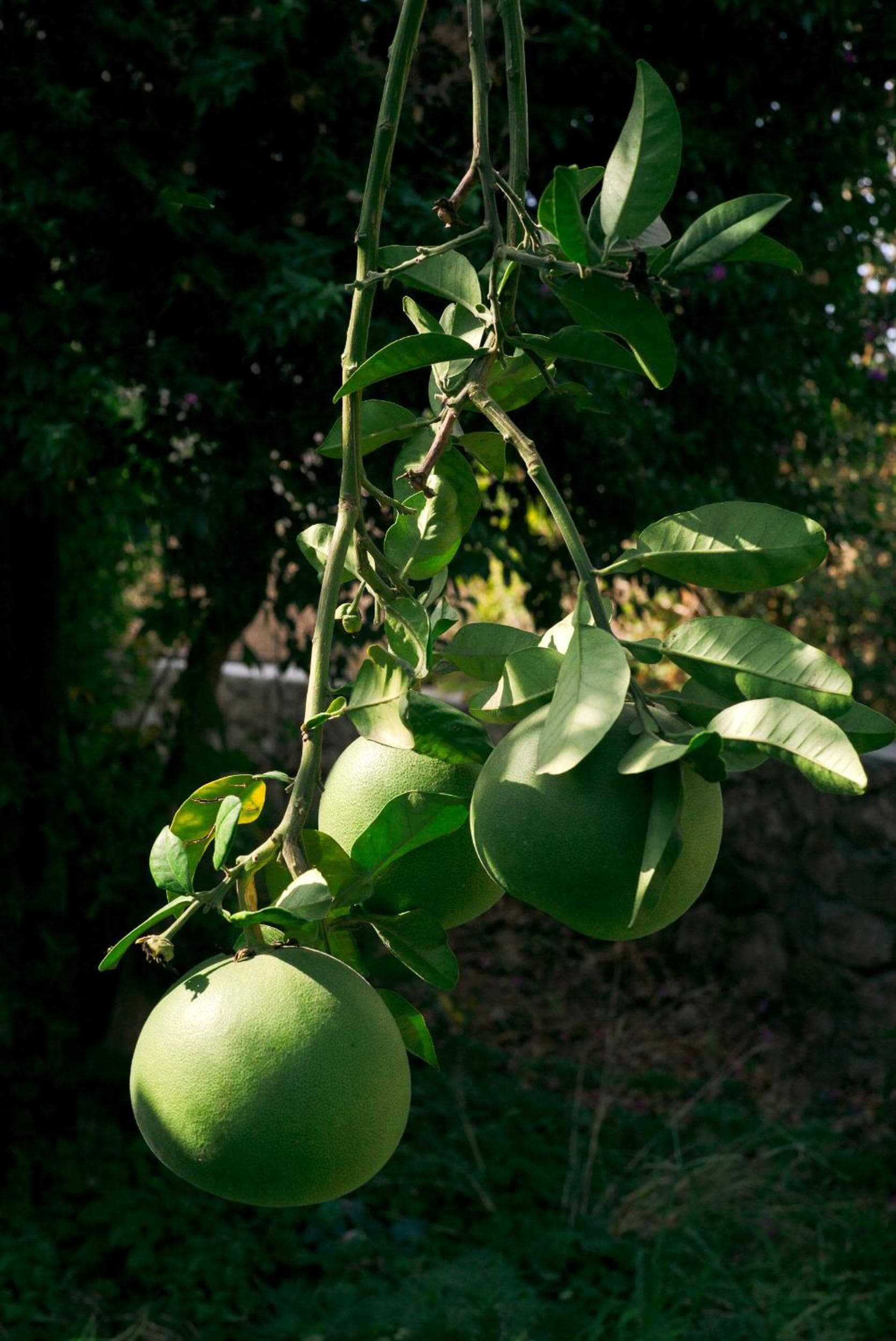 Masal Evimiz - Image 1