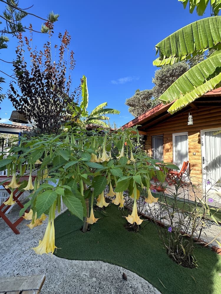 Kayezta Hotel Alacatı - Image 2